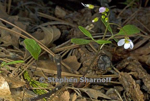 cardamine californica 2 graphic